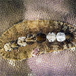 Chiton sp. 28